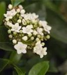 Lorbeer-Schneeball - Viburnum tinus