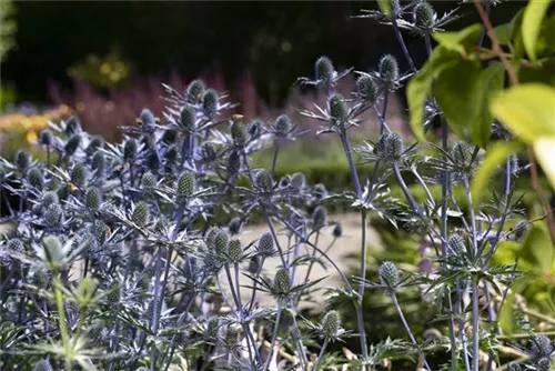 Eryngium Planum Flachbl Ttriger Mannstreu Semper Verde