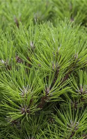 Pinus nigra 'Marie Bregeon' -R-