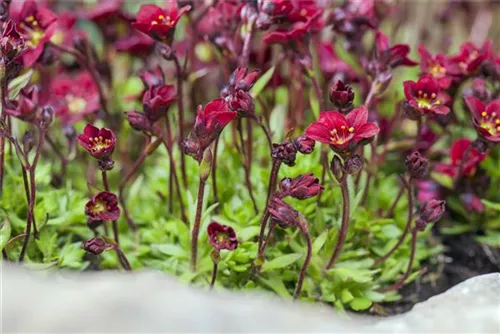 Saxifraga X Arendsii Peter Pan Garten Moos Steinbrech Semper Verde