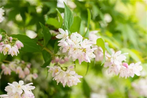 Deutzia Scabra Codsall Pink Rosa Sternchenstrauch Codsall Pink