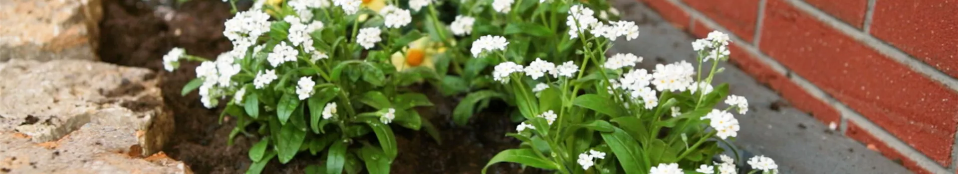 Weißes Vergissmeinnicht - Einpflanzen im Garten