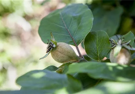 Prunus av.\'Schneiders Verde Knorpelkir.\' Späte CAC, 6.KW Knorpel\' Ullmer Pflanzenzentrum GbR Späte \'Schneiders Süßkirsche - Semper