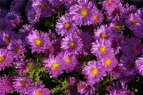 Garten-Kissen-Aster - Aster dumosus 'Herbstgruß v.Bresserhof'