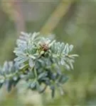 Steineibe - Podocarpus lawrencei 'Blue Gem'