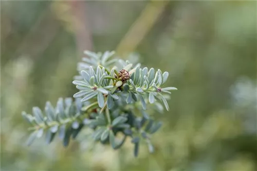 Steineibe - Podocarpus lawrencei 'Blue Gem'