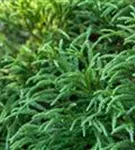 Kleine Sicheltanne - Cryptomeria japonica 'Globosa Nana'
