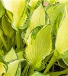 Graublättrige, gelbgrüne Garten-Funkie - Hosta x fortunei 'Aureomaculata'