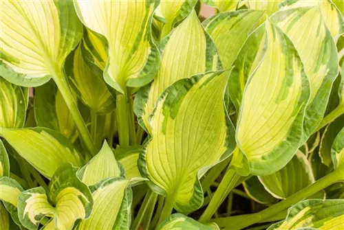Graublättrige, gelbgrüne Garten-Funkie - Hosta x fortunei 'Aureomaculata'