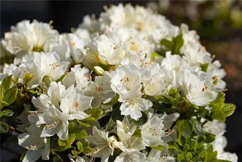 Japanische Azalee 'Adonis' - Rhododendron obt.'Adonis' II