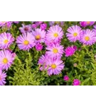 Garten-Kissen-Aster - Aster dumosus 'Herbstgruß v.Bresserhof'