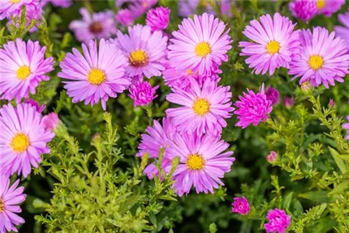 Garten-Kissen-Aster - Aster dumosus 'Herbstgruß v.Bresserhof'