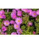 Garten-Kissen-Aster - Aster dumosus 'Herbstgruß v.Bresserhof'