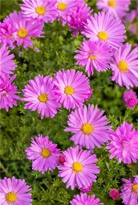 Garten-Kissen-Aster - Aster dumosus 'Herbstgruß v.Bresserhof'