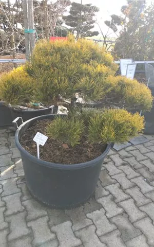 Pinus mugo 'Wintergold'