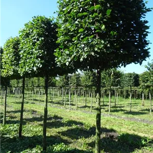 Carpinus betulus - Formgeh&#246;lze