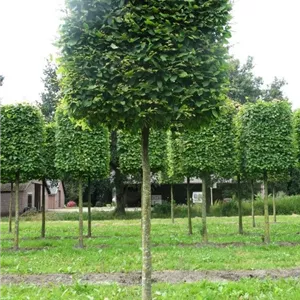 Carpinus betulus - Formgeh&#246;lze