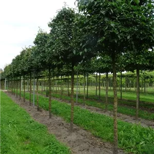 Cornus mas - Formgeh&#246;lze