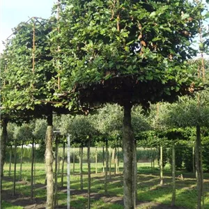 Fagus sylvatica - Formgeh&#246;lze