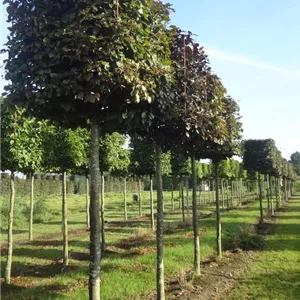 Fagus sylvatica &#39;Atropunicea&#39; - Formgeh&#246;lze