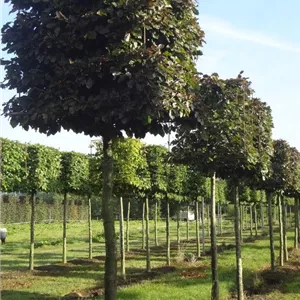 Fagus sylvatica &#39;Atropunicea&#39; - Formgeh&#246;lze