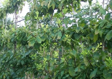 Prunus av.\'Schneiders Pflanzenzentrum Späte Ullmer \'Schneiders - Knorpelkir.\' 6.KW Verde GbR CAC, Semper Knorpel\' Süßkirsche Späte