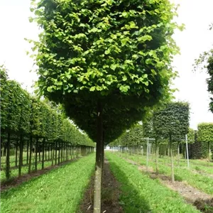 Tilia cordata &#39;Winter Orange&#39; - Formgeh&#246;lze