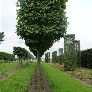 Tilia europaea &#39;Pallida&#39; - Formgeh&#246;lze