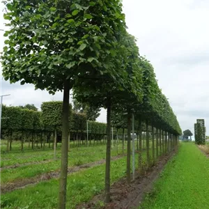 Tilia europaea &#39;Pallida&#39; - Formgeh&#246;lze