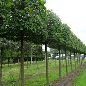 Tilia europaea &#39;Pallida&#39; - Formgeh&#246;lze