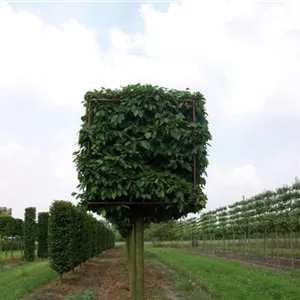 Carpinus betulus - Formgeh&#246;lze