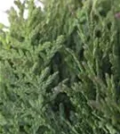 Lebensbaum 'Teddy' - Thuja occidentalis 'Teddy'