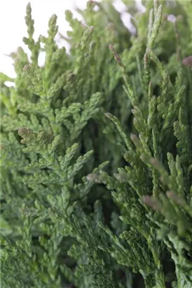 Lebensbaum 'Teddy' - Thuja occidentalis 'Teddy'