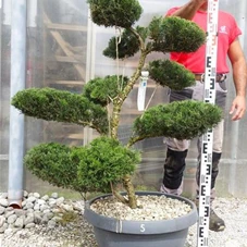 Juniperus media 'Mint Julep' - Bonsai, Gartenbonsai NPn5 - 100