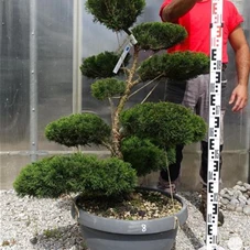 Juniperus media 'Mint Julep' - Bonsai, Gartenbonsai NPn8 - 100