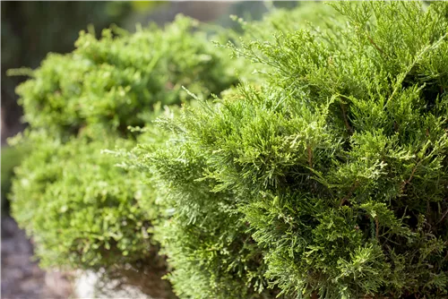 Strauchwacholder 'Mint Julep' - Juniperus media 'Mint Julep' - Bonsai