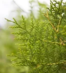 Lebensbaum 'King of Brabant'® - Thuja 'King of Brabant'