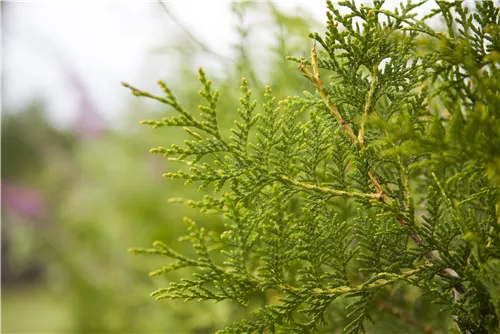 Lebensbaum 'King of Brabant'® - Thuja 'King of Brabant'