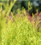 Lebensbaum 'King of Brabant'® - Thuja 'King of Brabant'