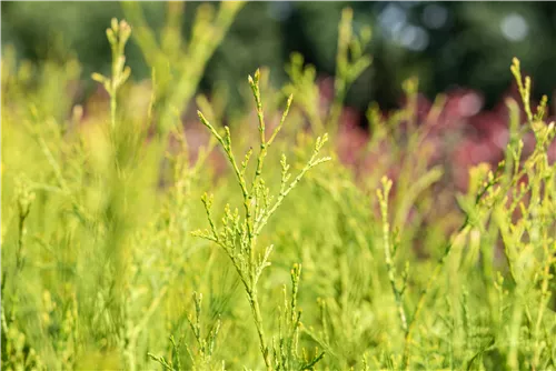 Lebensbaum 'King of Brabant'® - Thuja 'King of Brabant'