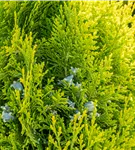 Lebensbaum 'King of Brabant'® - Thuja 'King of Brabant'