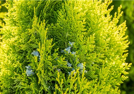 Thuja 'King of Brabant' - Lebensbaum 'King of Brabant'®