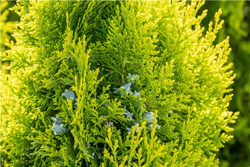 Lebensbaum 'King of Brabant'® - Thuja 'King of Brabant'