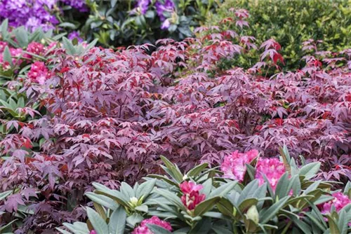 Roter Fächerahorn 'Atropurpureum' - Acer palmatum 'Atropurpureum'