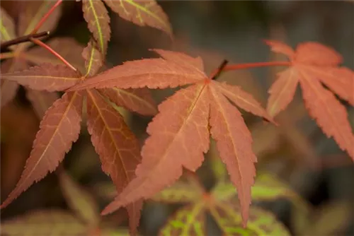 Roter Fächerahorn 'Atropurpureum' - Acer palmatum 'Atropurpureum'