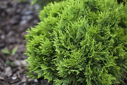 Zwergiger Kugel-Lebensbaum - Thuja occidentalis 'Danica'