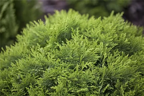 Zwergiger Kugel-Lebensbaum - Thuja occidentalis 'Danica'