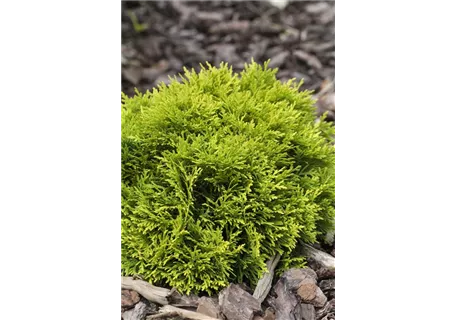 Thuja occidentalis 'Mirjam' - Abendl.Lebensbaum 'Mirjam'