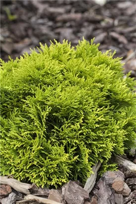 Abendl.Lebensbaum 'Mirjam' - Thuja occidentalis 'Mirjam'