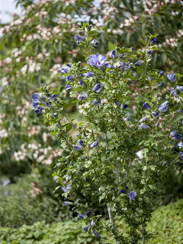 Hibiscus \'Blue - Semper GbR Bird\', \'Blue Ullmer Garteneibisch Verde Bird\' Pflanzenzentrum